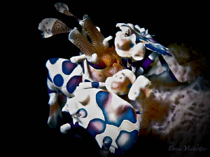 I'm blue dobbeldiedobbeldei... by Doris Vierkoetter 